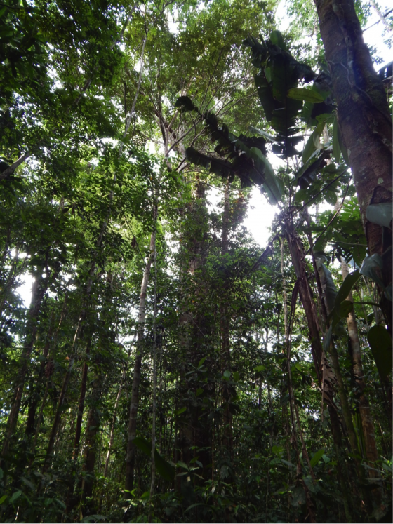 eco1